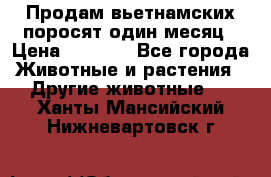 Продам вьетнамских поросят,один месяц › Цена ­ 3 000 - Все города Животные и растения » Другие животные   . Ханты-Мансийский,Нижневартовск г.